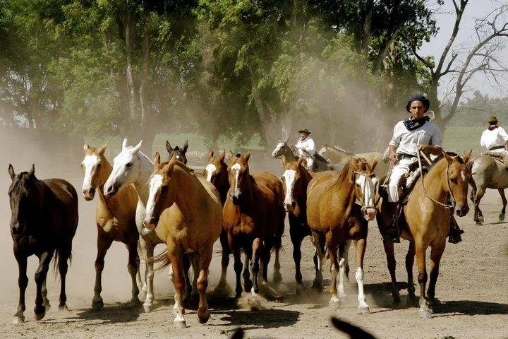 A Vida no Campo Argentino: Tradições, Costumes e Hospitalidade